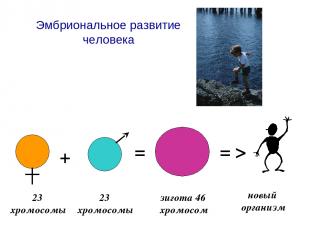 Эмбриональное развитие человека + = = > 23 хромосомы 23 хромосомы зигота 46 хром