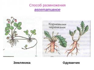 Способ размножения вегетативное Земляника Одуванчик