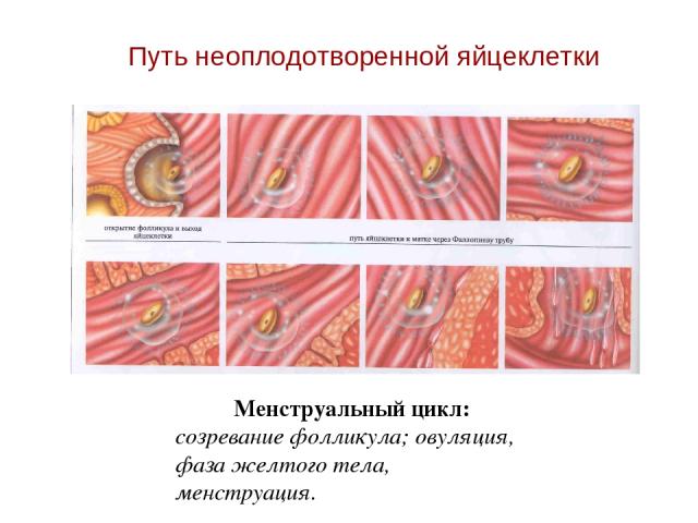 Путь неоплодотворенной яйцеклетки Менструальный цикл: созревание фолликула; овуляция, фаза желтого тела, менструация.
