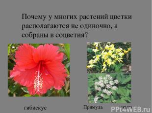 Почему у многих растений цветки располагаются не одиночно, а собраны в соцветия?
