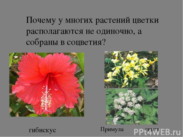 Почему у многих растений цветки располагаются не одиночно, а собраны в соцветия? гибискус Примула сныть