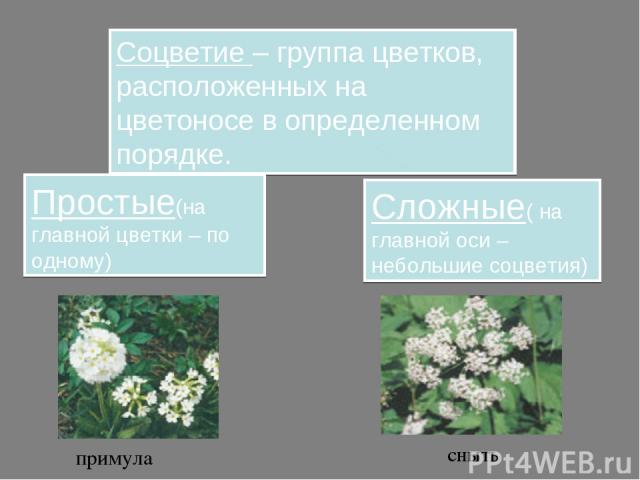 Соцветие – группа цветков, расположенных на цветоносе в определенном порядке. Простые(на главной цветки – по одному) Сложные( на главной оси – небольшие соцветия) примула сныть