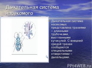 Дыхательная система насекомого Дыхательная система насекомых представлена трахея