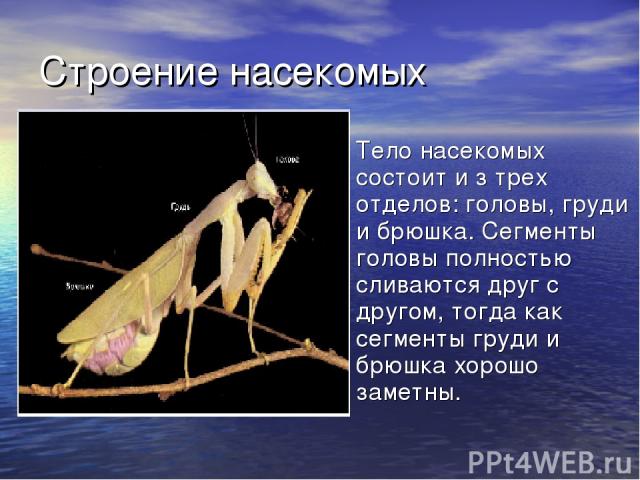 Строение насекомых Тело насекомых состоит и з трех отделов: головы, груди и брюшка. Сегменты головы полностью сливаются друг с другом, тогда как сегменты груди и брюшка хорошо заметны.
