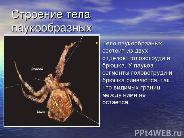 Строение тела паукообразных Тело паукообразных состоит из двух отделов: головогруди и брюшка. У пауков сегменты головогруди и брюшка сливаются, так что видимых границ между ними не остается.