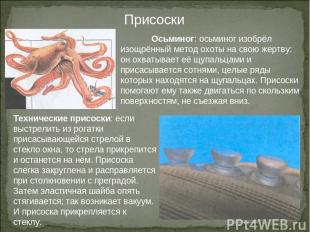 Присоски Осьминог: осьминог изобрёл изощрённый метод охоты на свою жертву: он ох