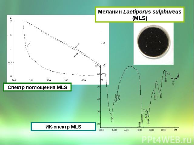 Спектр поглощения МLS ИК-спектр МLS Меланин Laetiporus sulphureus (МLS)