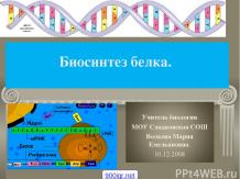 Биосинтез белка биология