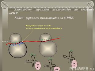 Антикодон– триплет нуклеотидов на верхушке тРНК. Кодон– триплет нуклеотидов на и