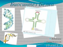 Биосинтез белка кратко