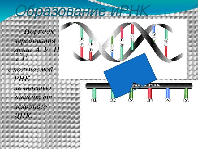 Транскрипция Молекула ДНК Белок Комплементарная иРНК