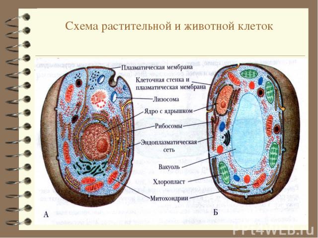 Схема растительной и животной клеток