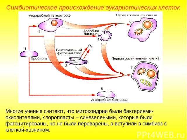 Симбиотическое происхождение эукариотических клеток Многие ученые считают, что митохондрии были бактериями- окислителями, хлоропласты – синезелеными, которые были фагоцитированы, но не были переварены, а вступили в симбиоз с клеткой-хозяином.
