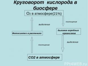 Круговорот кислорода в биосфере О2 в атмосфере(21%) поглощение выделение дыхание