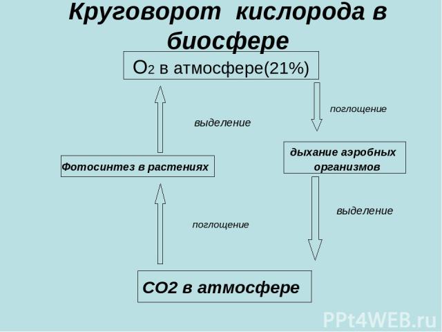 Круговорот кислорода в биосфере О2 в атмосфере(21%) поглощение выделение дыхание аэробных Фотосинтез в растениях организмов выделение поглощение СО2 в атмосфере