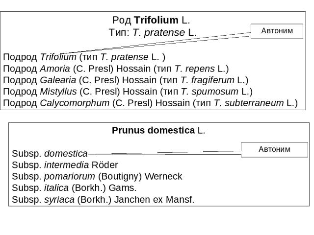 Род Trifolium L. Тип: T. pratense L. Подрод Trifolium (тип T. pratense L. ) Подрод Amoria (C. Presl) Hossain (тип T. repens L.) Подрод Galearia (C. Presl) Hossain (тип T. fragiferum L.) Подрод Mistyllus (C. Presl) Hossain (тип T. spumosum L.) Подрод…