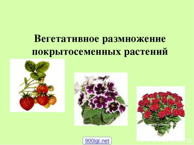 Вегетативное размножение покрытосеменных растений 900igr.net
