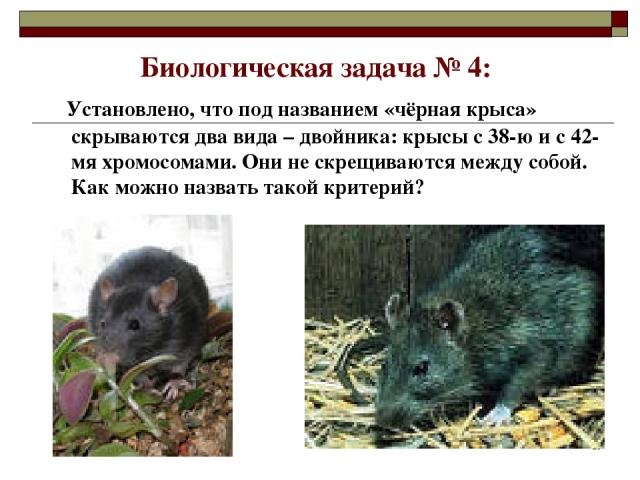 Биологическая задача № 4: Установлено, что под названием «чёрная крыса» скрываются два вида – двойника: крысы с 38-ю и с 42-мя хромосомами. Они не скрещиваются между собой. Как можно назвать такой критерий? *