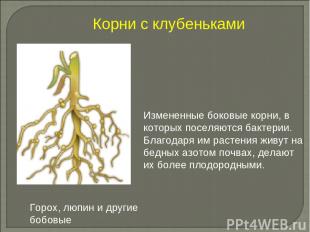 Измененные боковые корни, в которых поселяются бактерии. Благодаря им растения ж