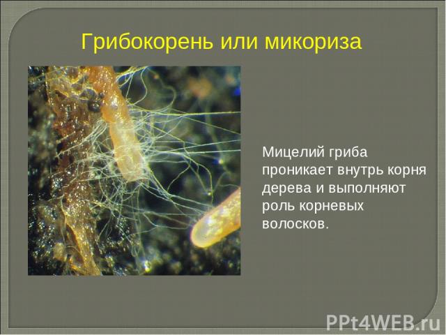Грибокорень или микориза Мицелий гриба проникает внутрь корня дерева и выполняют роль корневых волосков.