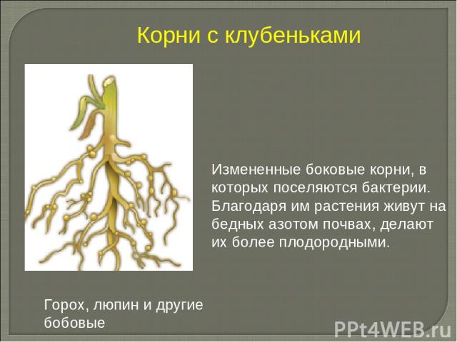 Измененные боковые корни, в которых поселяются бактерии. Благодаря им растения живут на бедных азотом почвах, делают их более плодородными. Корни с клубеньками Горох, люпин и другие бобовые