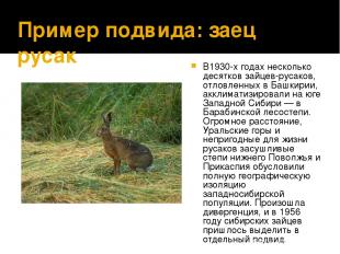 Пример подвида: заец русак В1930-х годах несколько десятков зайцев-русаков, отло