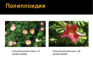 Полиплоидия Роза большелистная с 14 хромосомами Роза большелистная с 28 хромосом