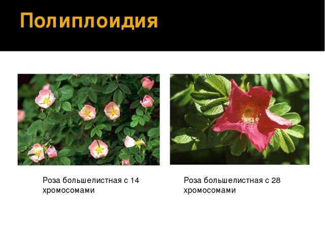 Полиплоидия Роза большелистная с 14 хромосомами Роза большелистная с 28 хромосомами