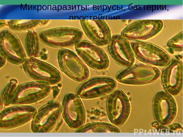 Микропаразиты: вирусы, бактерии, простейшие