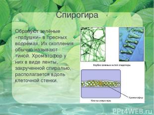 Спирогира Образуют зелёные «подушки» в пресных водоёмах. Их скопления обычно наз