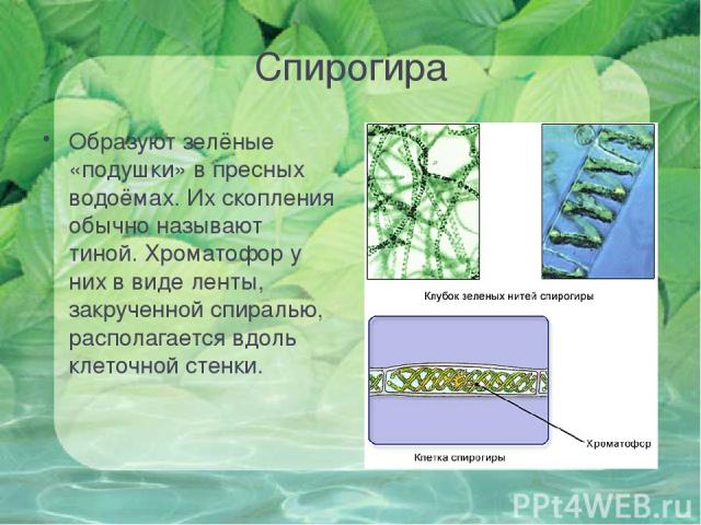 Спирогира Образуют зелёные «подушки» в пресных водоёмах. Их скопления обычно называют тиной. Хроматофор у них в виде ленты, закрученной спиралью, располагается вдоль клеточной стенки.