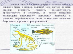 Нервная система лягушки состоит из головного мозга, спинного мозга и нервов. Гол