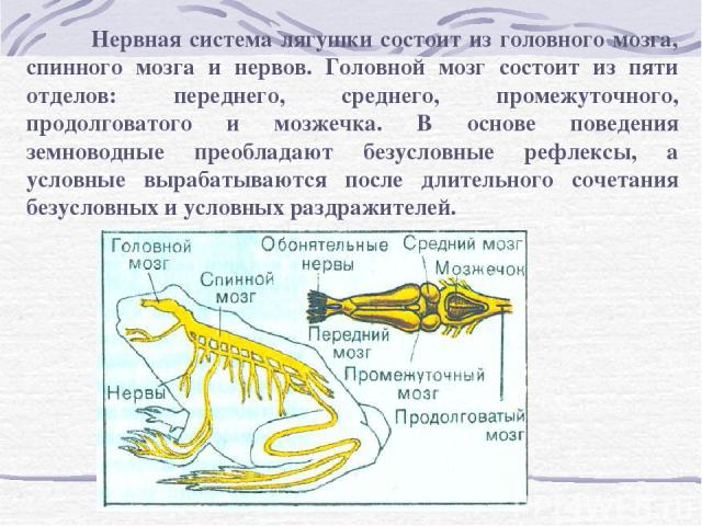 Функция головного мозга лягушки. Строение нервной системы лягушки. Строение нервной системы земноводных. Спинной мозг лягушки. Тип нервной системы у земноводных.