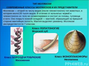 Моллюски — второй по числу видов (после членистоногих) тип животных, в котором о