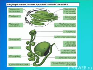 Пищеварительная система и ротовой комплекс осьминога