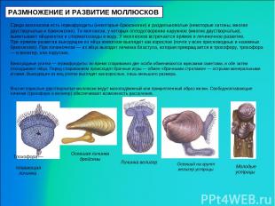 РАЗМНОЖЕНИЕ И РАЗВИТИЕ МОЛЛЮСКОВ Среди моллюсков есть гермафродиты (некоторые бр