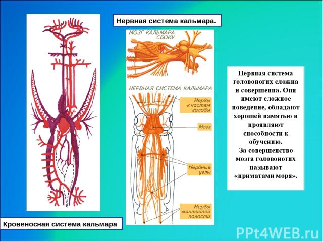 Нервная система кальмара. Нервная система головоногих сложна и совершенна. Они имеют сложное поведение, обладают хорошей памятью и проявляют способности к обучению. За совершенство мозга головоногих называют «приматами моря». Кровеносная система кальмара
