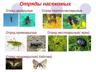 Отряды насекомых Отряд двукрылые Отряд перепончатокрылые Отряд прямокрылые Отряд