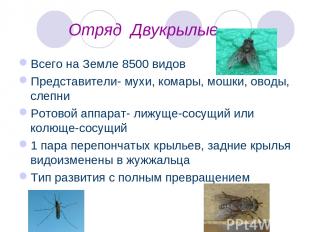 Отряд Двукрылые Всего на Земле 8500 видов Представители- мухи, комары, мошки, ов