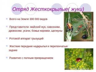 Отряд Жесткокрылые( жуки) Всего на Земле 300 000 видов Представители- майский жу