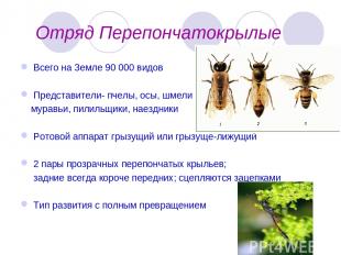 Отряд Перепончатокрылые Всего на Земле 90 000 видов Представители- пчелы, осы, ш