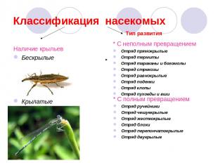 Классификация насекомых Наличие крыльев Бескрылые Крылатые * С неполным превраще