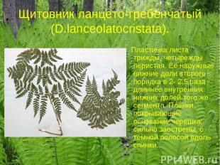 Щитовник ланцето-гребенчатый (D.lanceolatocristata). Пластинка листа трижды, чет