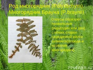 Род многорядник (Polystichym). Многорядник Брауна (P.braynii) Сорусы образуют пр