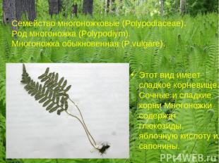 Семейство многоножковые (Polypodiaceae). Род многоножка (Polypodiym). Многоножка