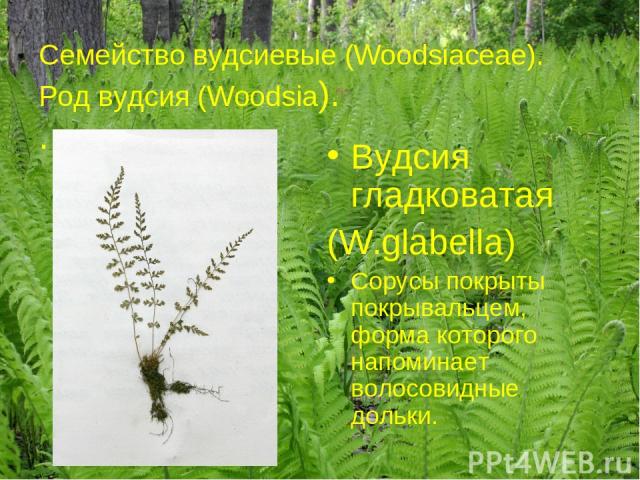 Семейство вудсиевые (Woodsiaceae). Род вудсия (Woodsia). . Вудсия гладковатая (W.glabella) Сорусы покрыты покрывальцем, форма которого напоминает волосовидные дольки.
