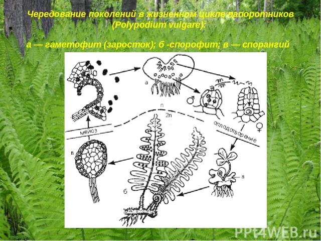 Чередование поколений в жизненном цикле папоротников (Polypodium vulgare): а — гаметофит (заросток); б -спорофит; в — спорангий