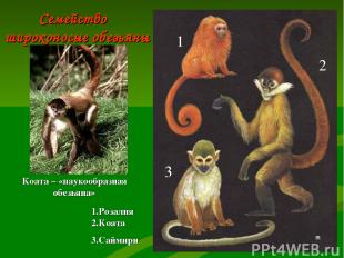 Семейство широконосые обезьяны 1 2 3 1.Розалия 2.Коата 3.Саймири Коата – «паукоо