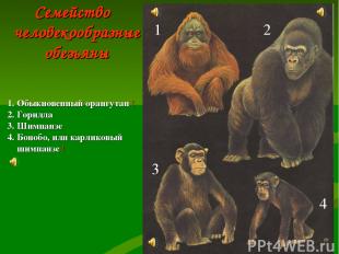 Семейство человекообразные обезьяны 1 2 3 4 1. Обыкновенный орангутан ! 2. Горил