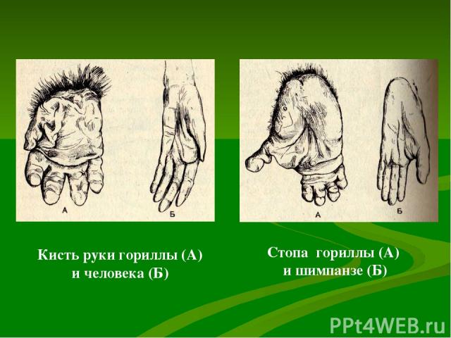 Кисть руки гориллы (А) и человека (Б) Стопа гориллы (А) и шимпанзе (Б)